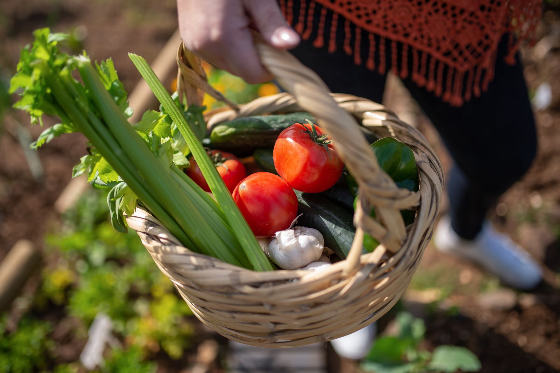 Du potager a l assiette