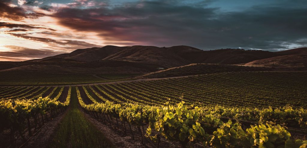 Sur la route des grands crus